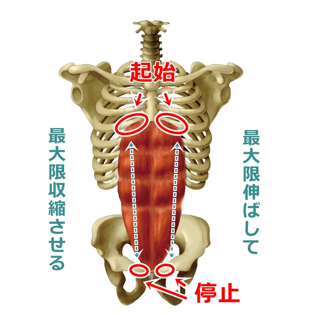 腹直筋の解剖図